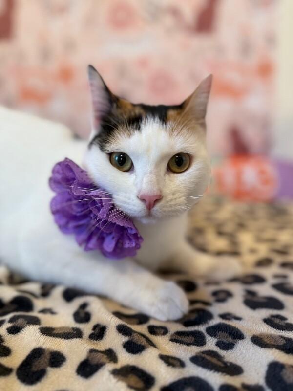 Callie Calypso — thumbnail 2