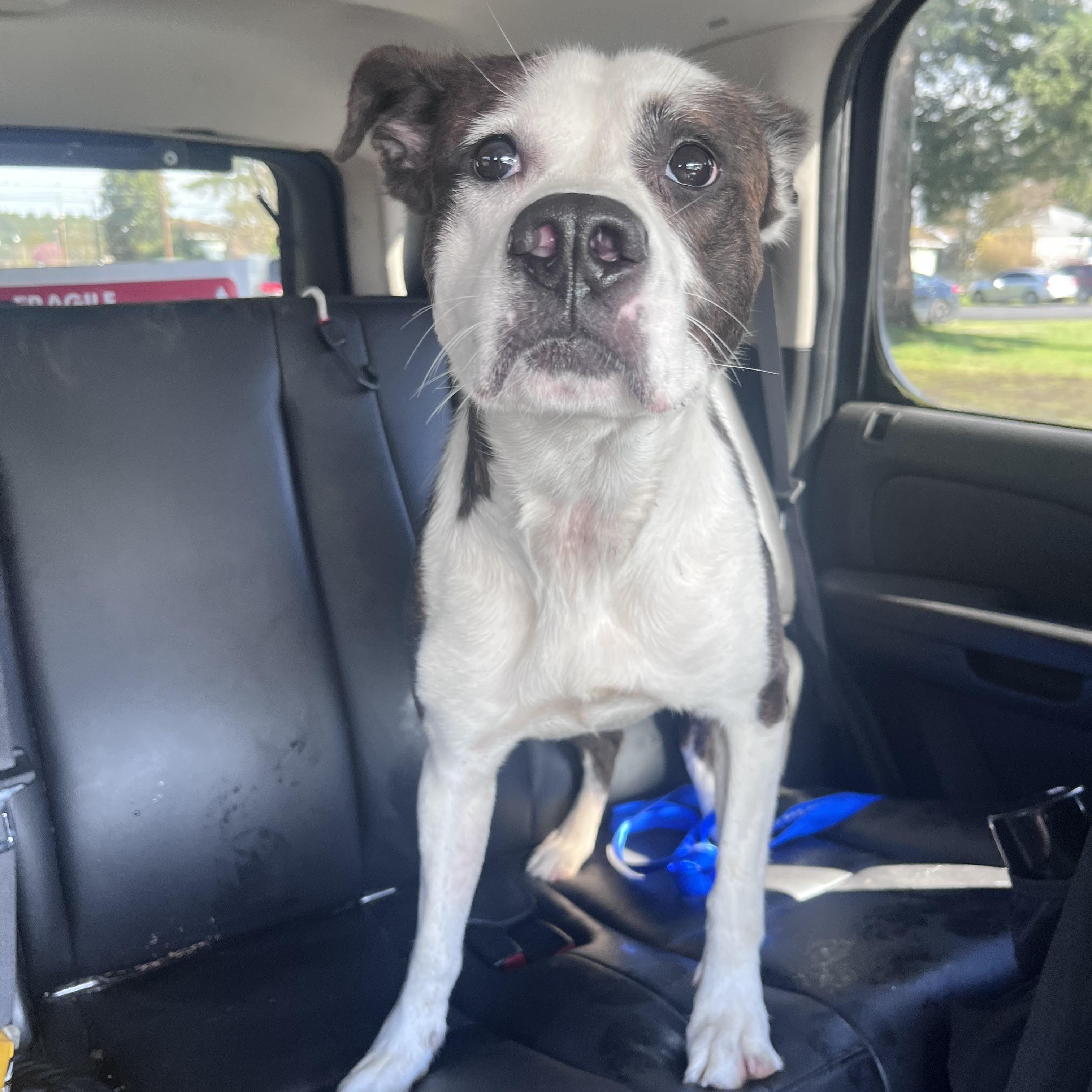 Bebe, ADOPTABLE, Puppy Female Border Collie.