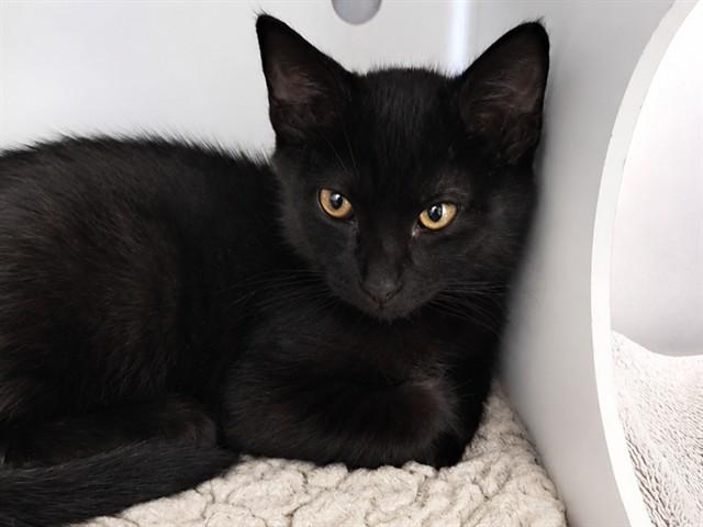 Enlarge SIRIUS, a Adoptable Domestic Short Hair in Palo Alto, CA image 1/1
