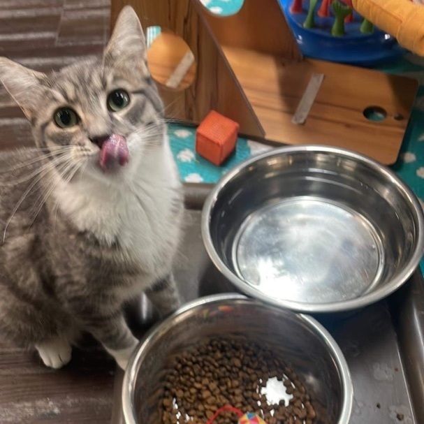 Captain, a Adoptable Domestic Short Hair in St. George, UT image 1/12