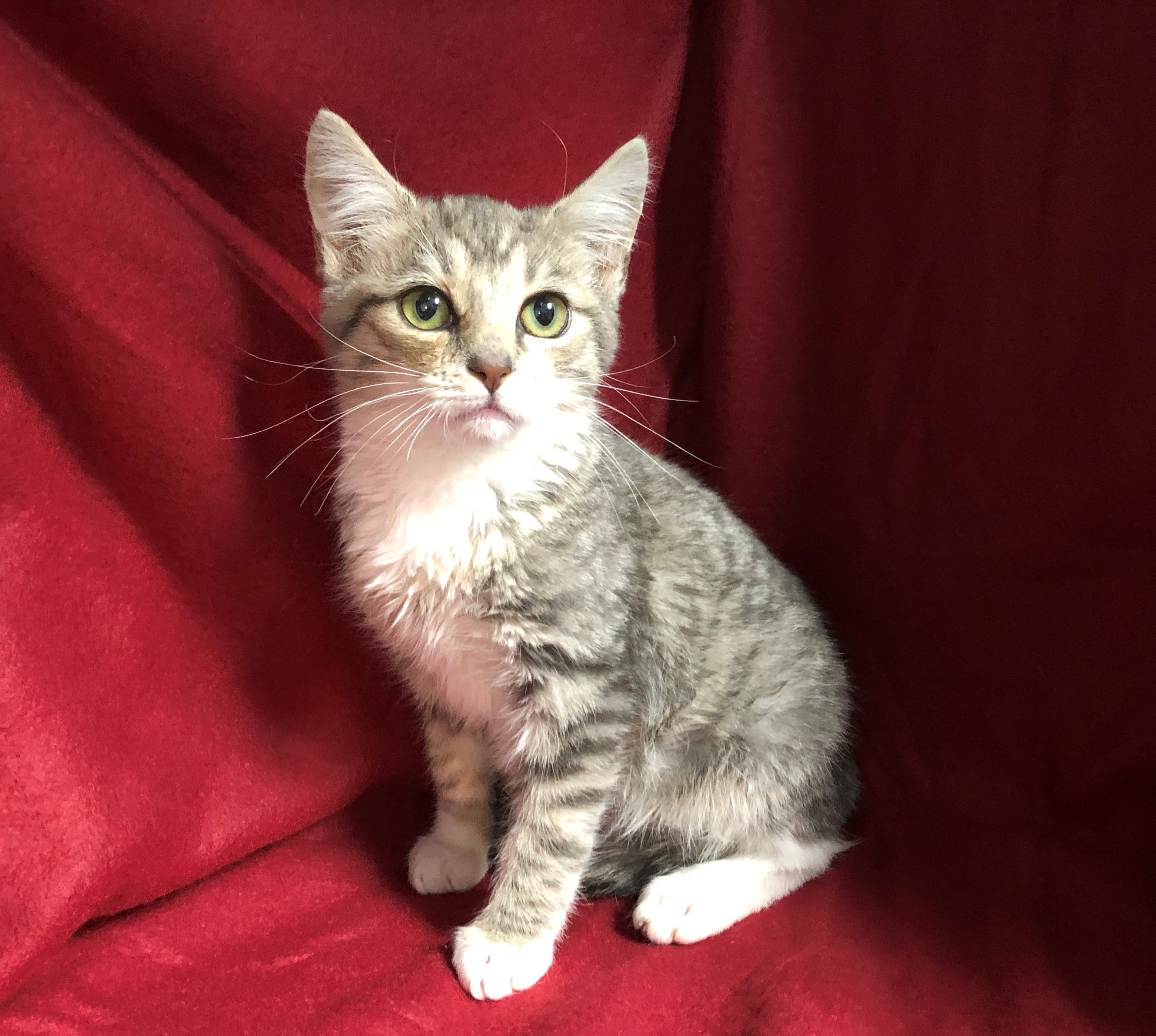 Captain, a Adoptable Domestic Short Hair in St. George, UT image 2/12