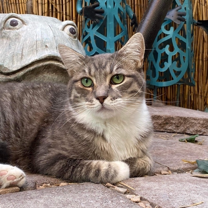 Captain, Adoptable, Young Female Domestic Short Hair.