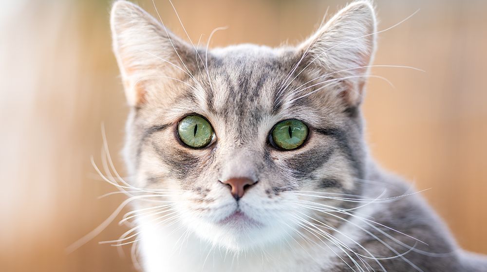 Captain, a Adoptable Domestic Short Hair in St. George, UT image 4/12