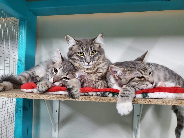 Captain, a Adoptable Domestic Short Hair in St. George, UT image 5/12