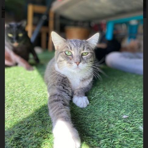 Captain, a Adoptable Domestic Short Hair in St. George, UT image 6/12