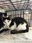 Cosmo, Adoptable, Young Male Domestic Short Hair.