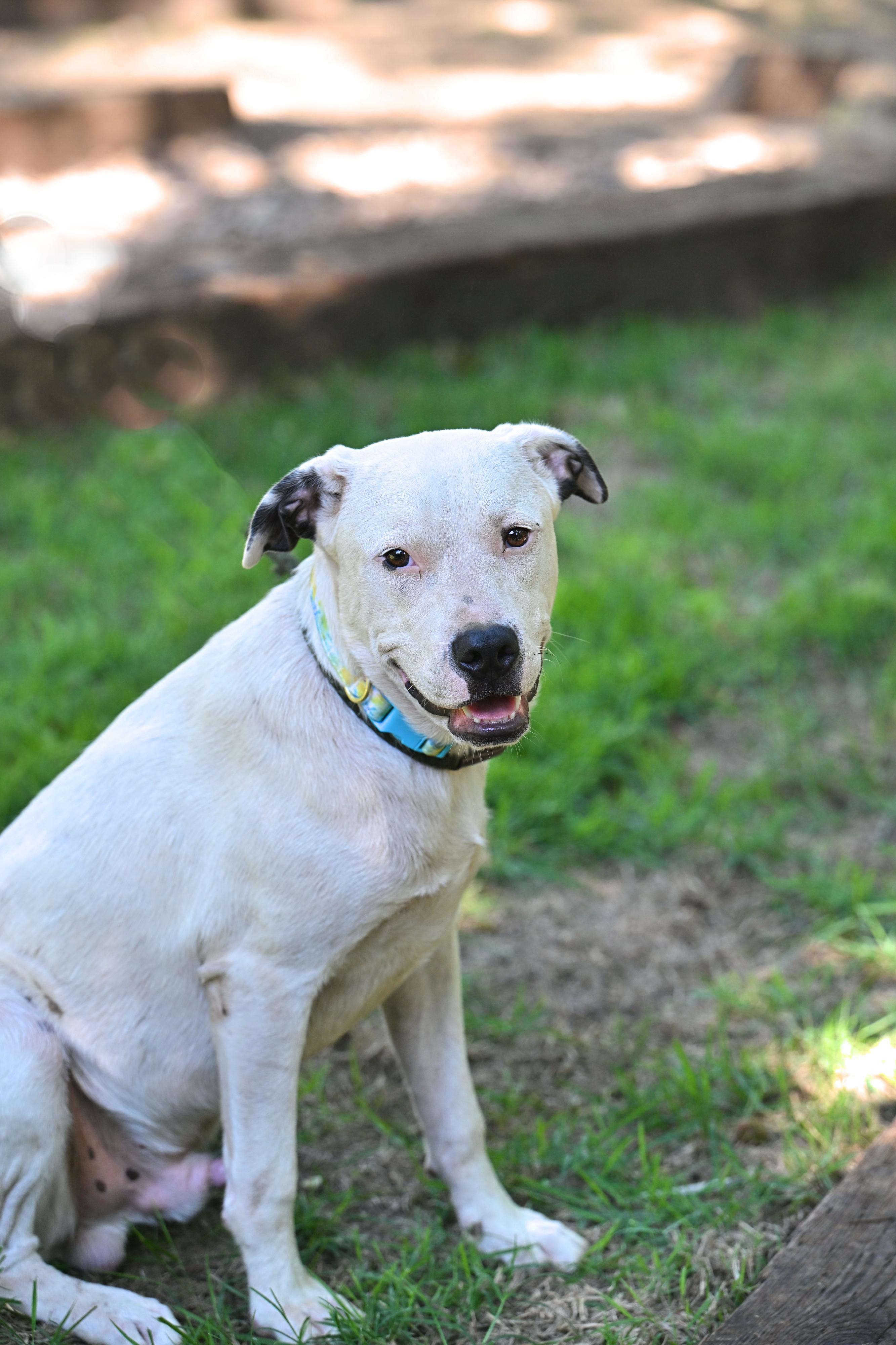 BECK - easy-going, gentle soul, a Adoptable mixed breed in Underhill, VT image 2/5