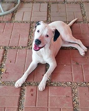 BECK - easy-going, gentle soul, Adoptable, Young Male Hound.