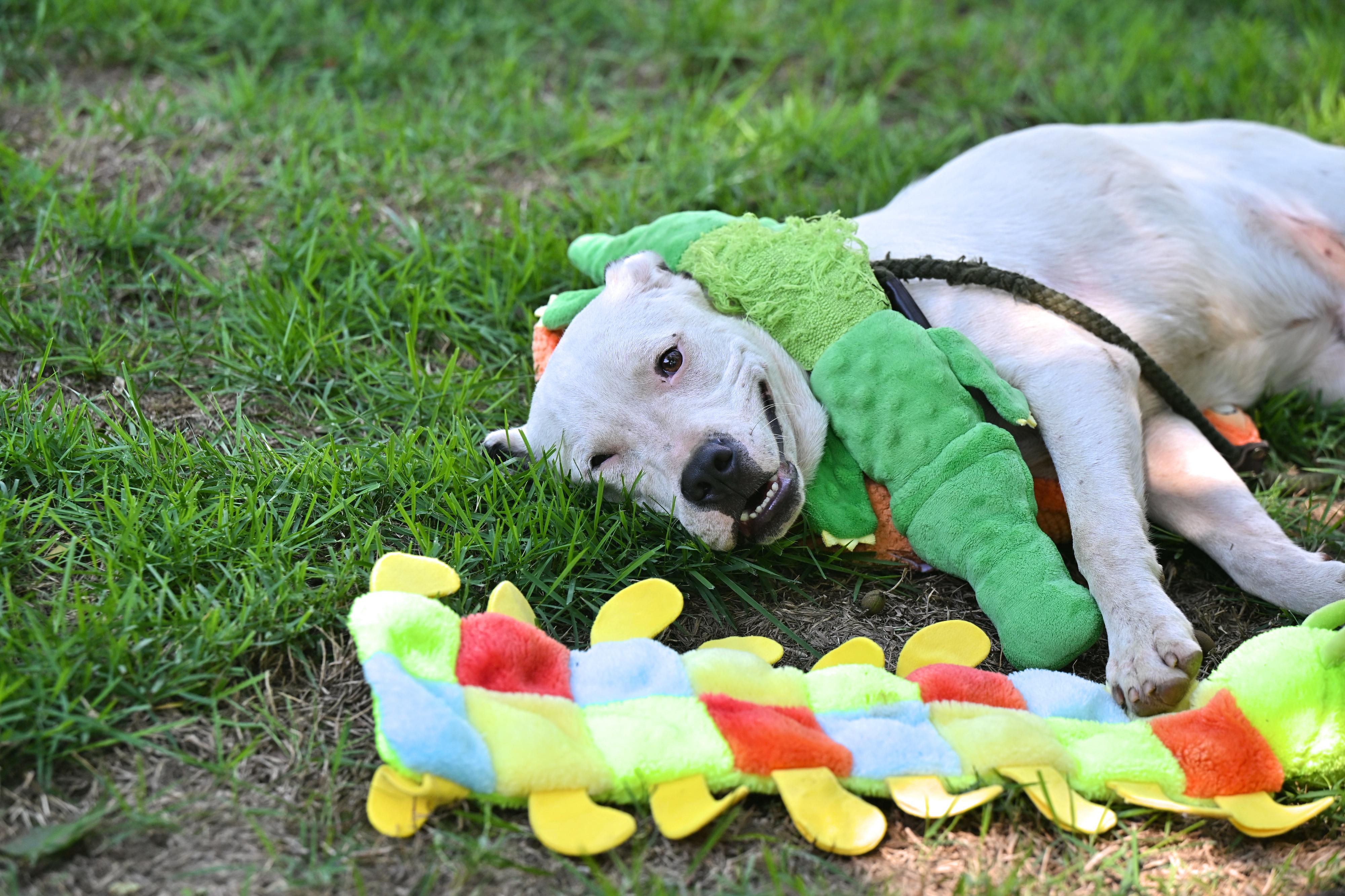 BECK - easy-going, gentle soul, a Adoptable mixed breed in Underhill, VT image 3/5