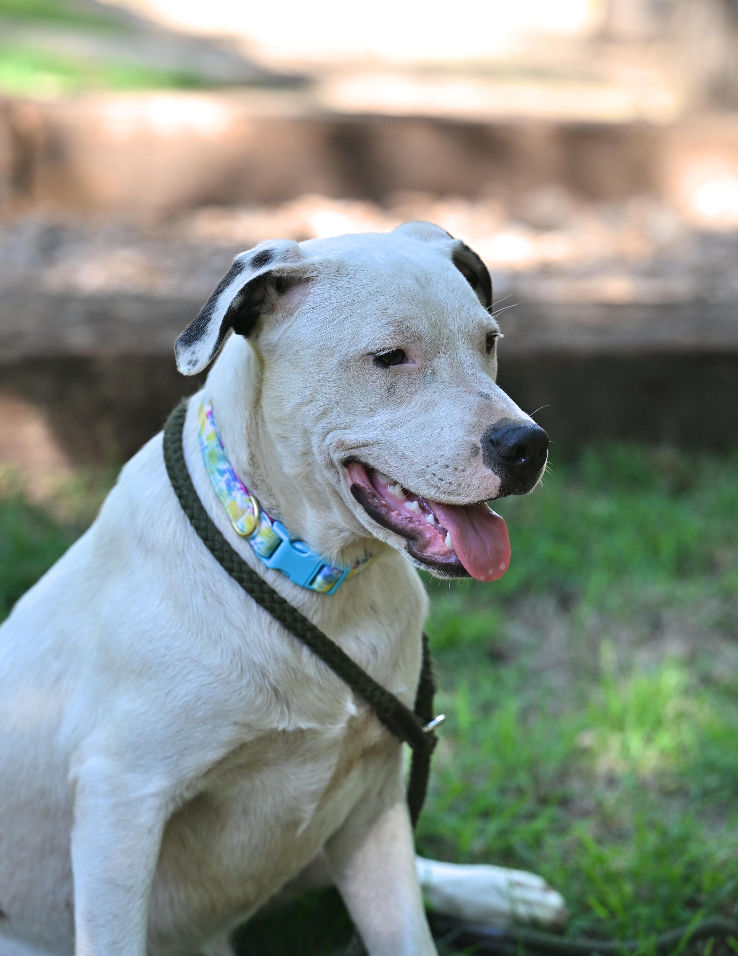 BECK - easy-going, gentle soul, a Adoptable mixed breed in Underhill, VT image 4/5