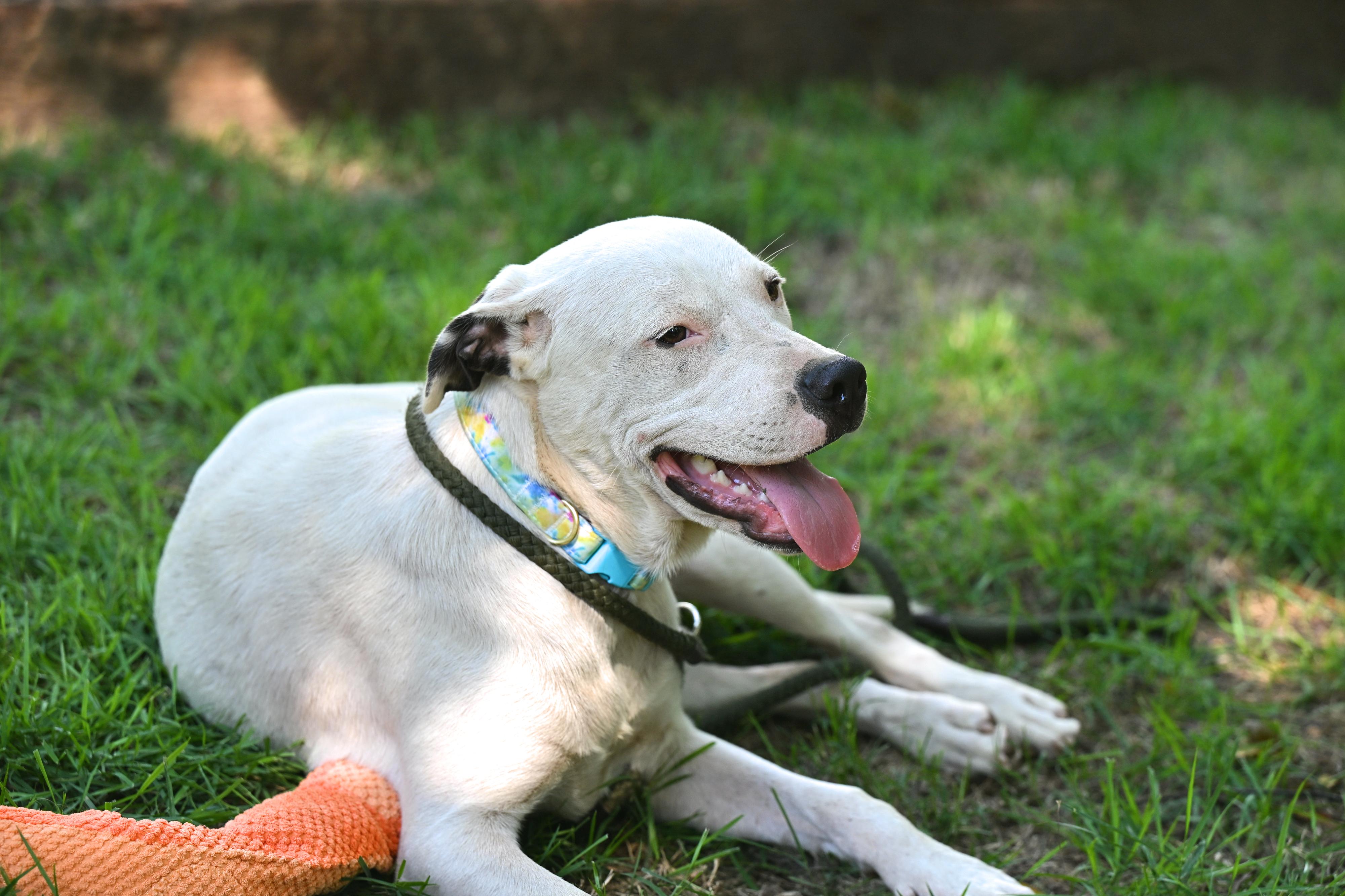 BECK - easy-going, gentle soul, a Adoptable mixed breed in Underhill, VT image 5/5