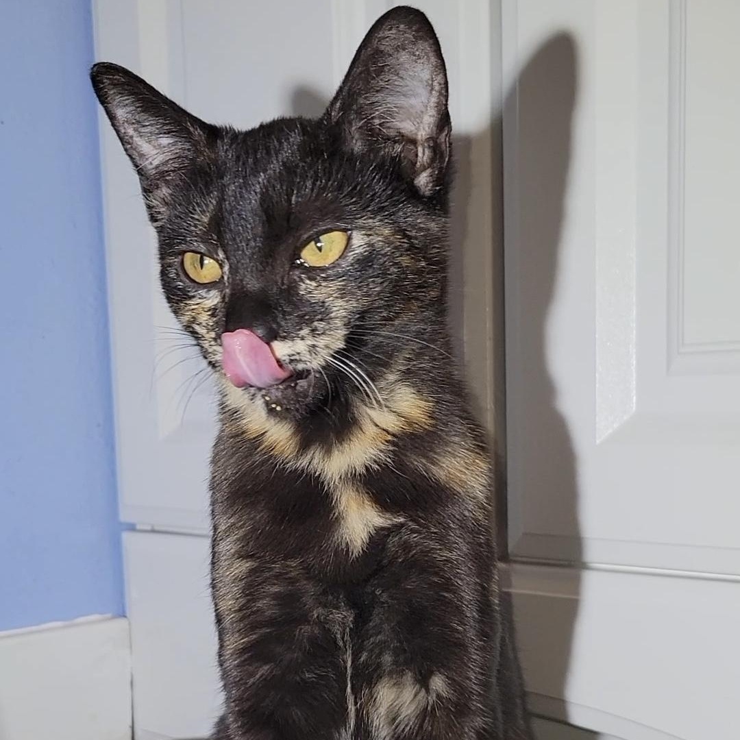 Vienna, an adoptable Domestic Short Hair in Los Angeles, CA image 4/6