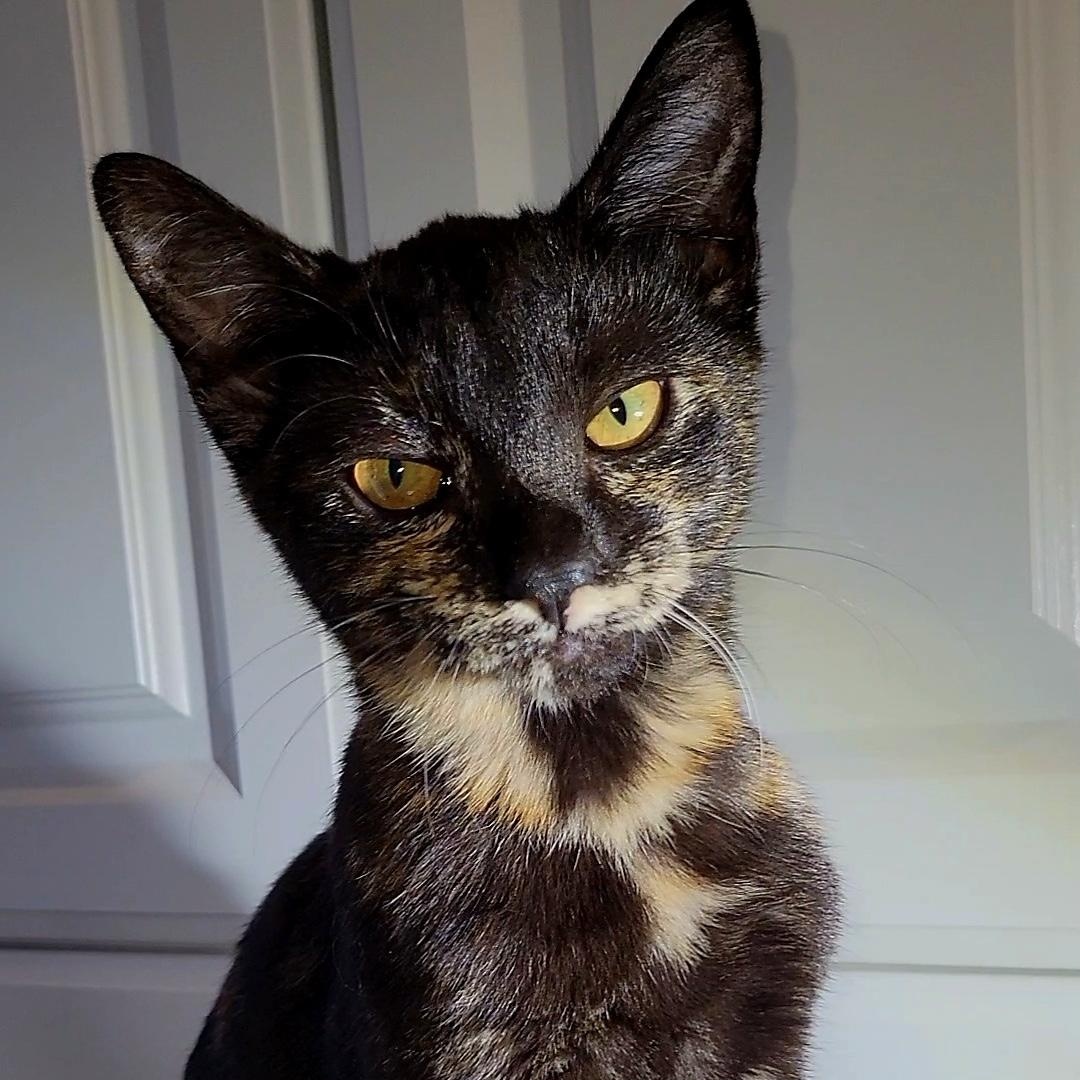 Vienna, an adoptable Domestic Short Hair in Los Angeles, CA image 5/6