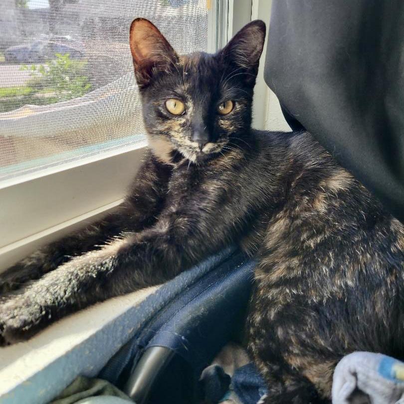 Vienna, an adoptable Domestic Short Hair in Los Angeles, CA image 2/6