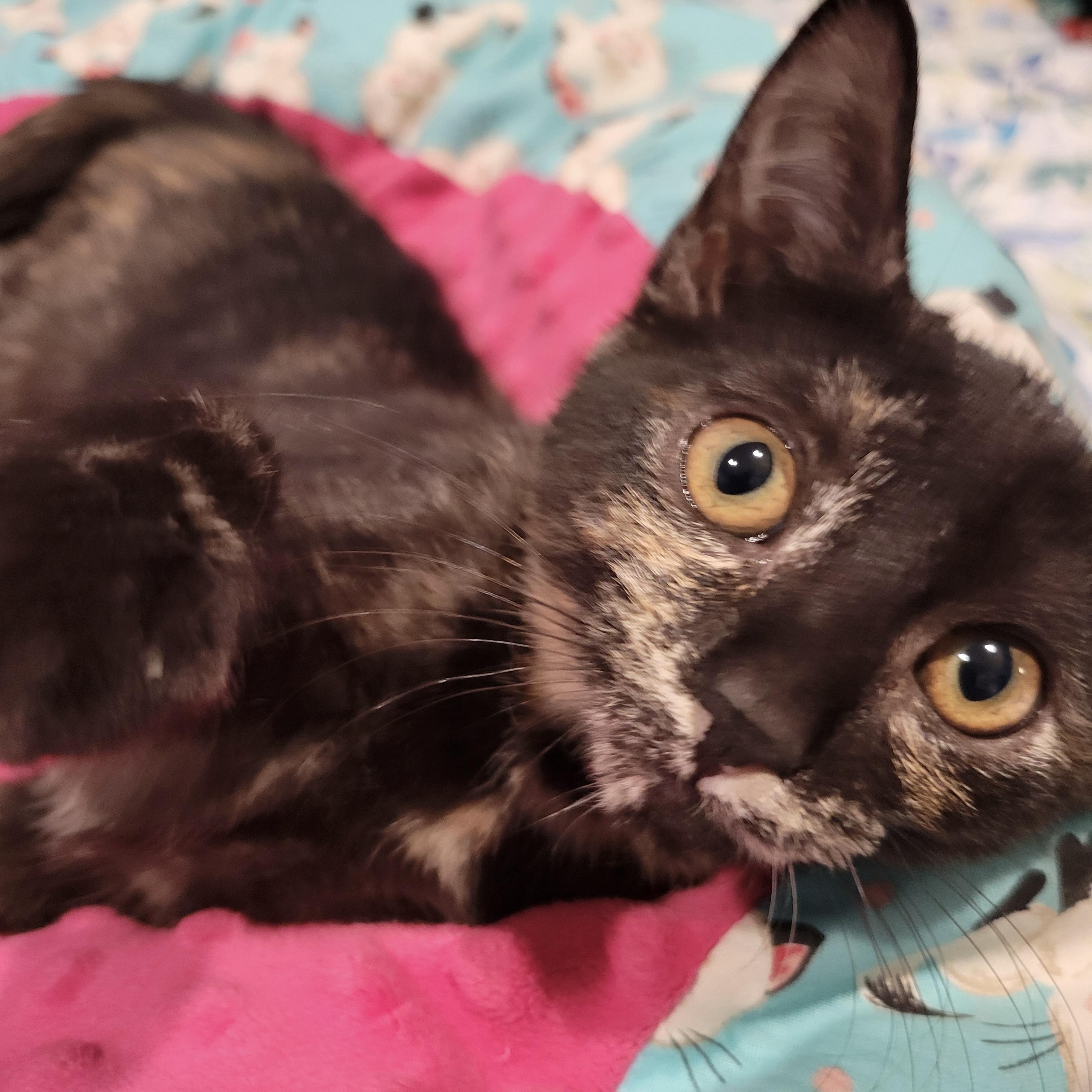 Vienna, an adoptable Domestic Short Hair in Los Angeles, CA image 3/6