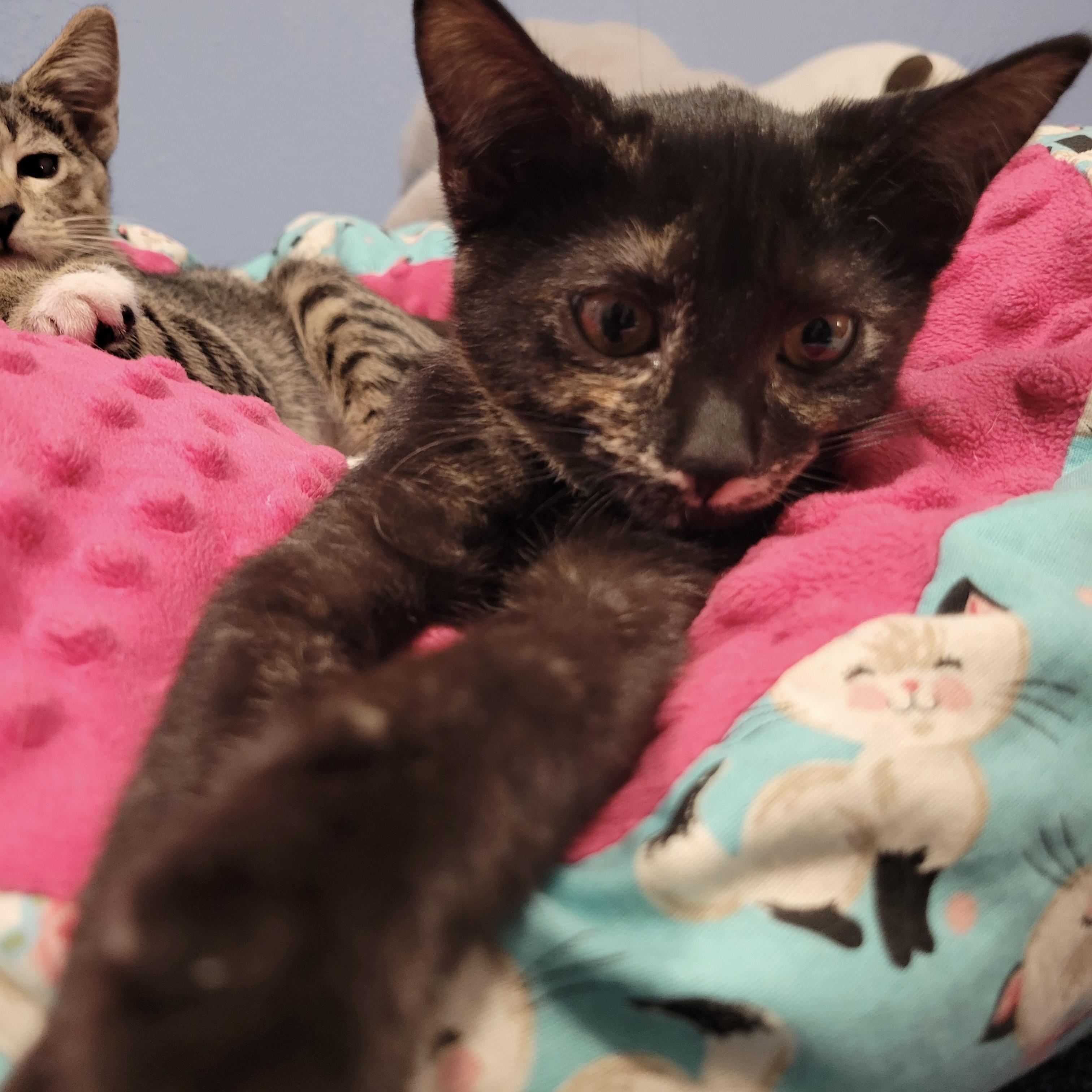 Vienna, an adoptable Domestic Short Hair in Los Angeles, CA image 6/6