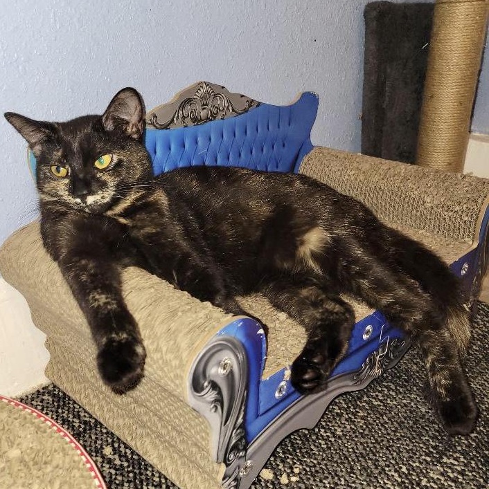 Vienna, an adoptable Domestic Short Hair in Los Angeles, CA image 1/6