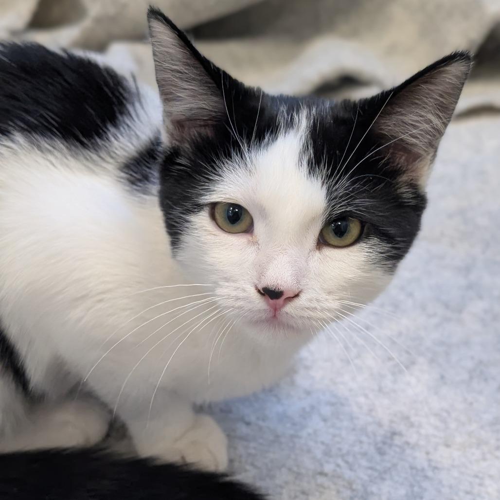 Enlarge B.W., a Adoptable Domestic Short Hair in Sonoma, CA image 3/5