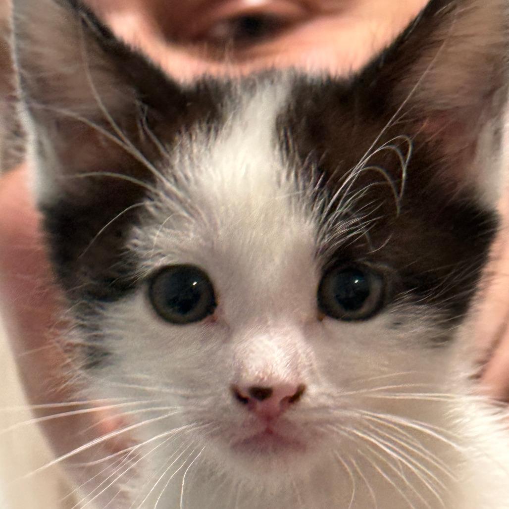 Enlarge B.W., a Adoptable Domestic Short Hair in Sonoma, CA image 4/5