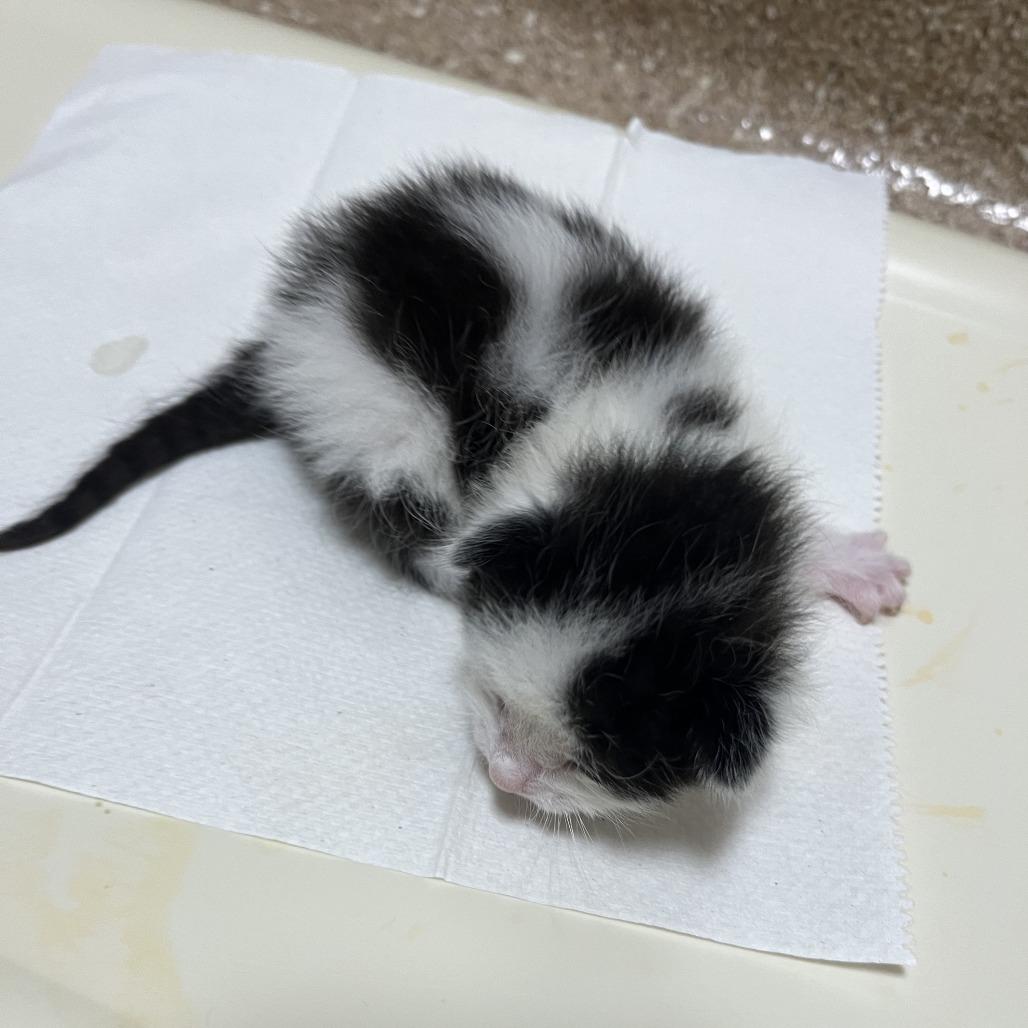 Enlarge B.W., a Adoptable Domestic Short Hair in Sonoma, CA image 5/5
