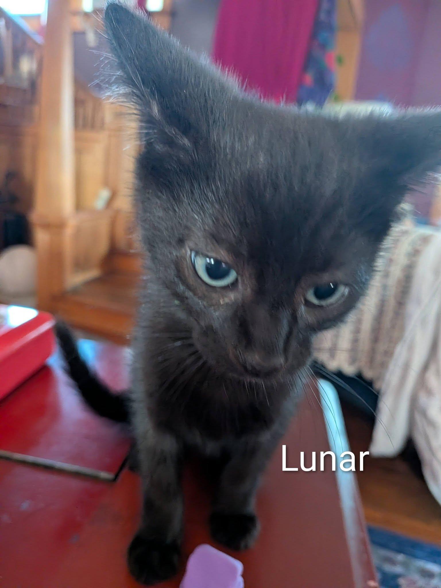 Lunar, a ADOPTABLE Domestic Short Hair in Elgin, IL image 5/5