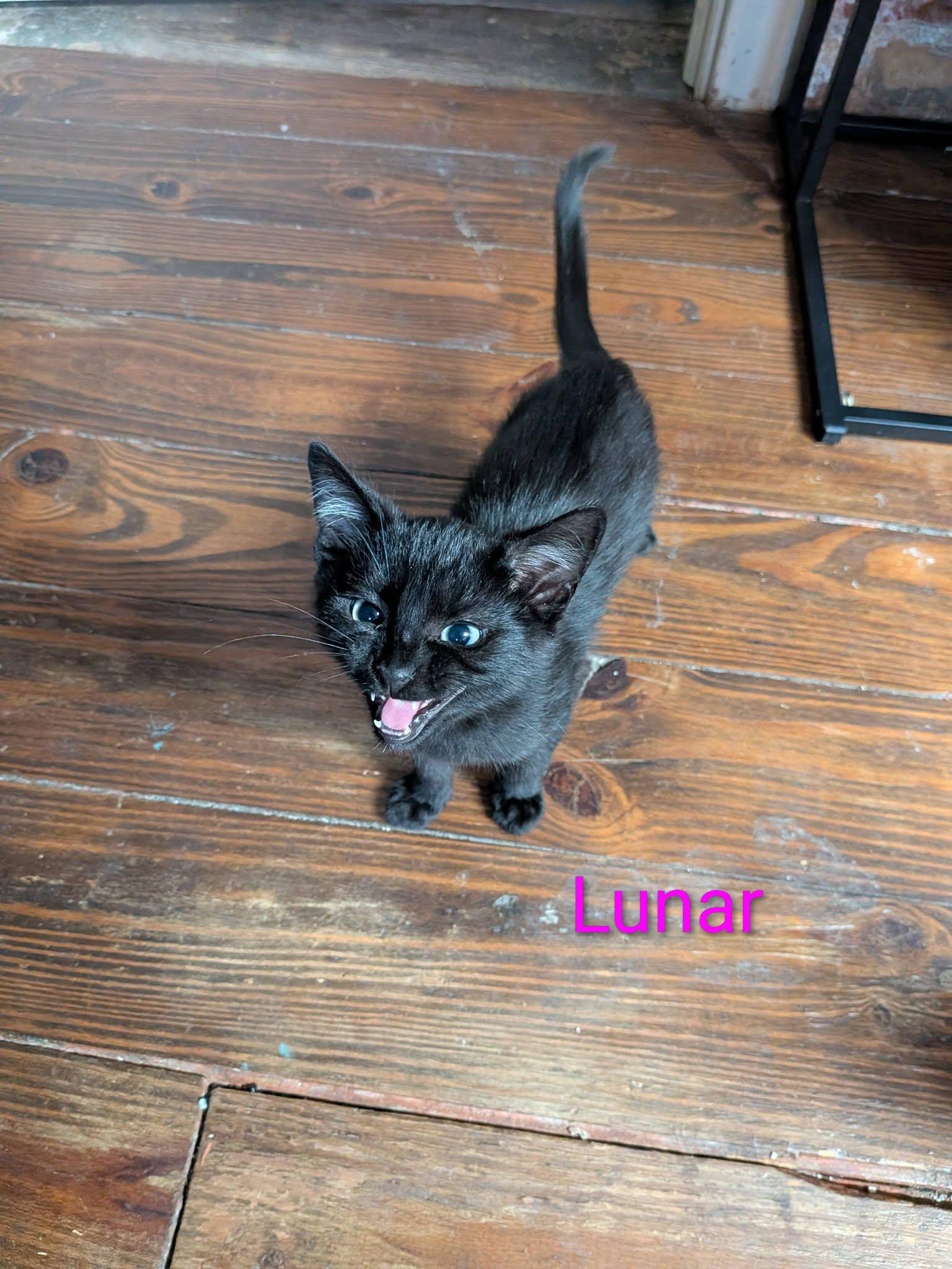 Lunar, ADOPTABLE, Young Male Domestic Short Hair.