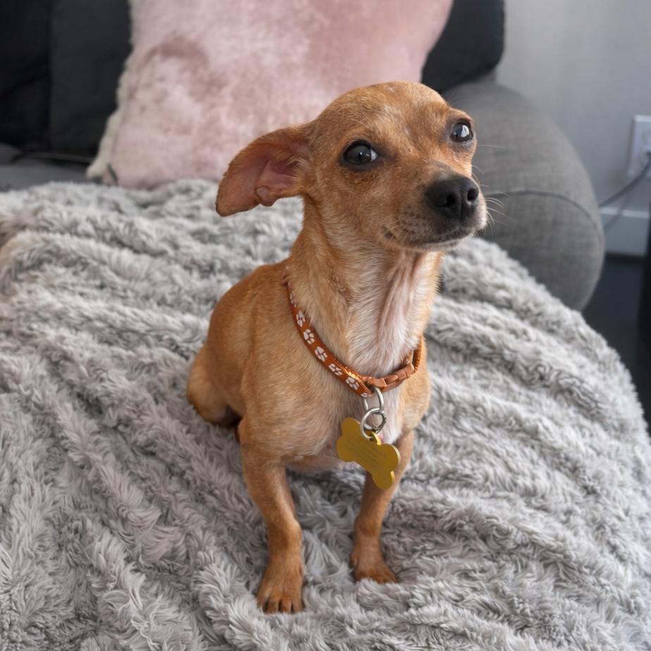Lila, Adoptable, Adult Female Chihuahua.