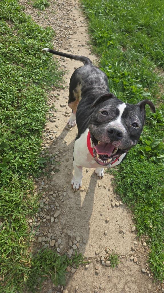 Enlarge Gibbs, a Adoptable Pit Bull Terrier in Marion, OH image 1/1