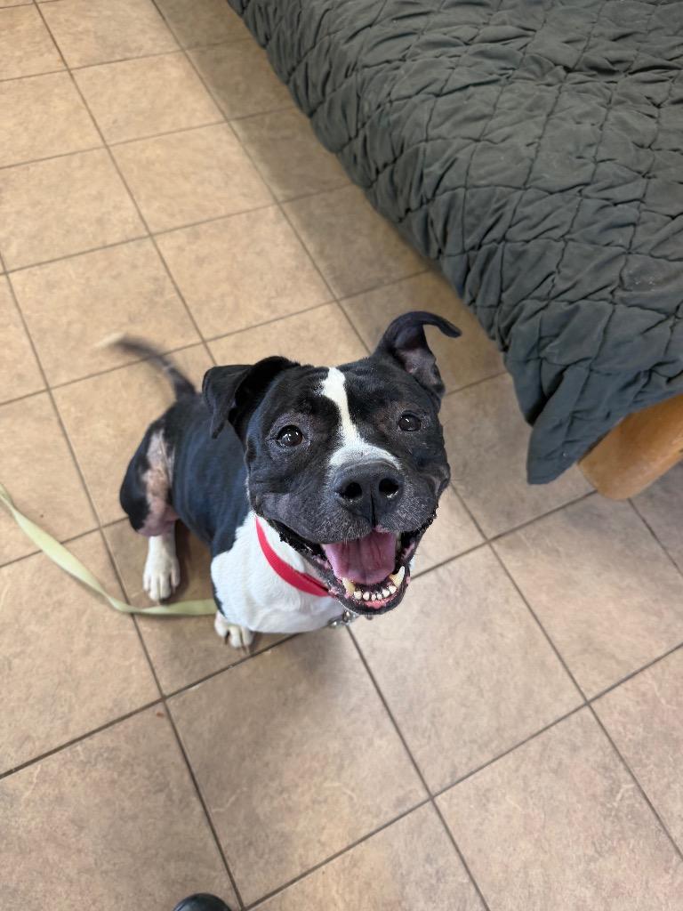 Gibbs, a Adoptable Pit Bull Terrier in Marion, OH image 2/2