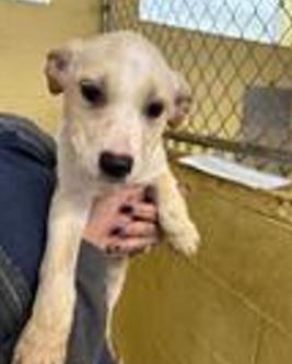 ping, adoptable, Puppy Male Labrador Retriever.