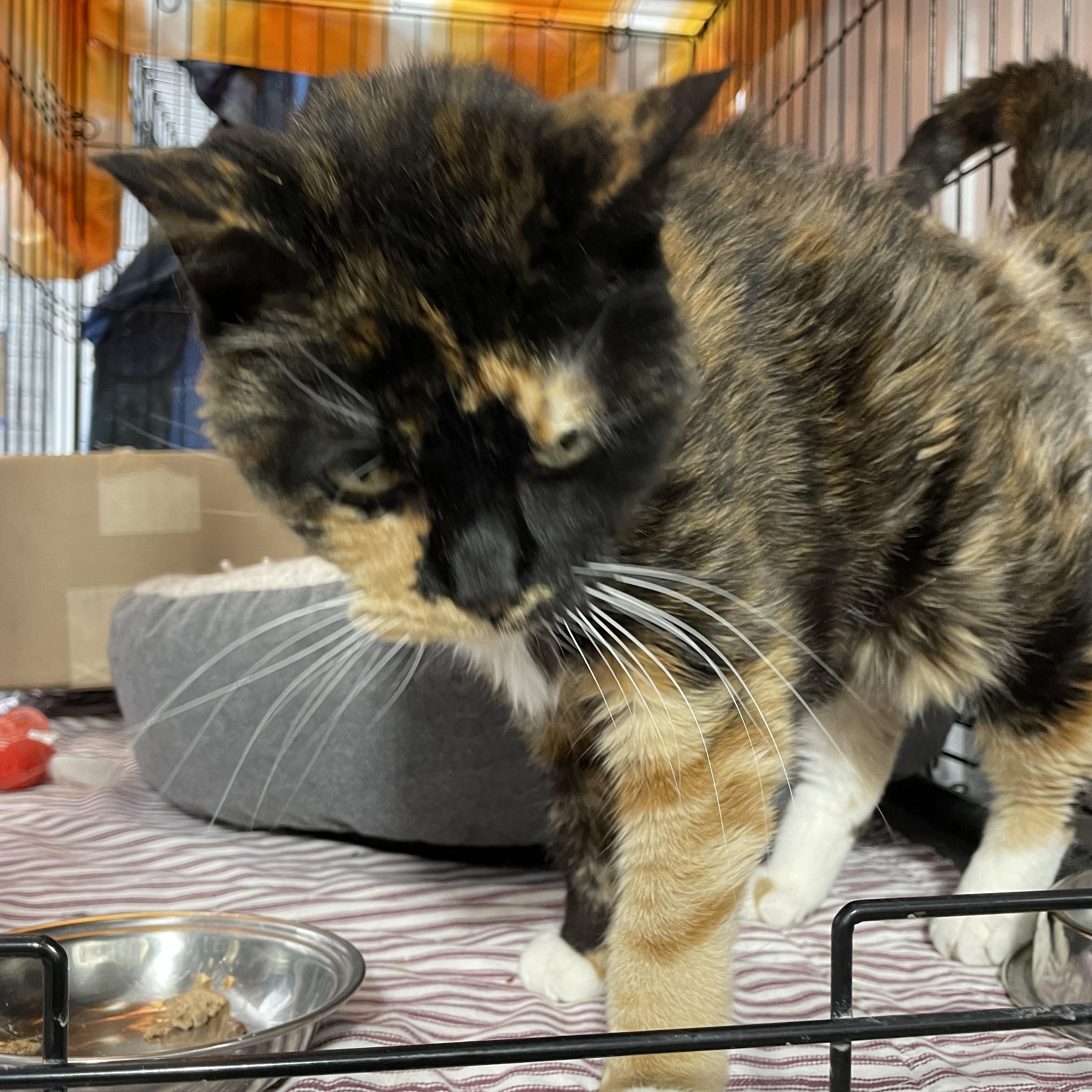 Cali Sue, an adoptable Calico in Le Mars, IA, 51031 | Photo Image 4