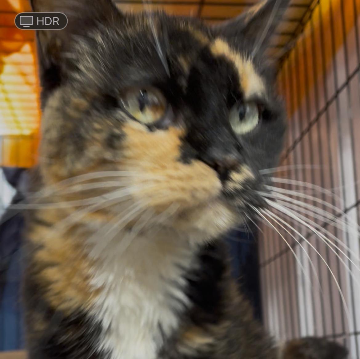 Cali Sue, an adoptable Calico in Le Mars, IA, 51031 | Photo Image 2