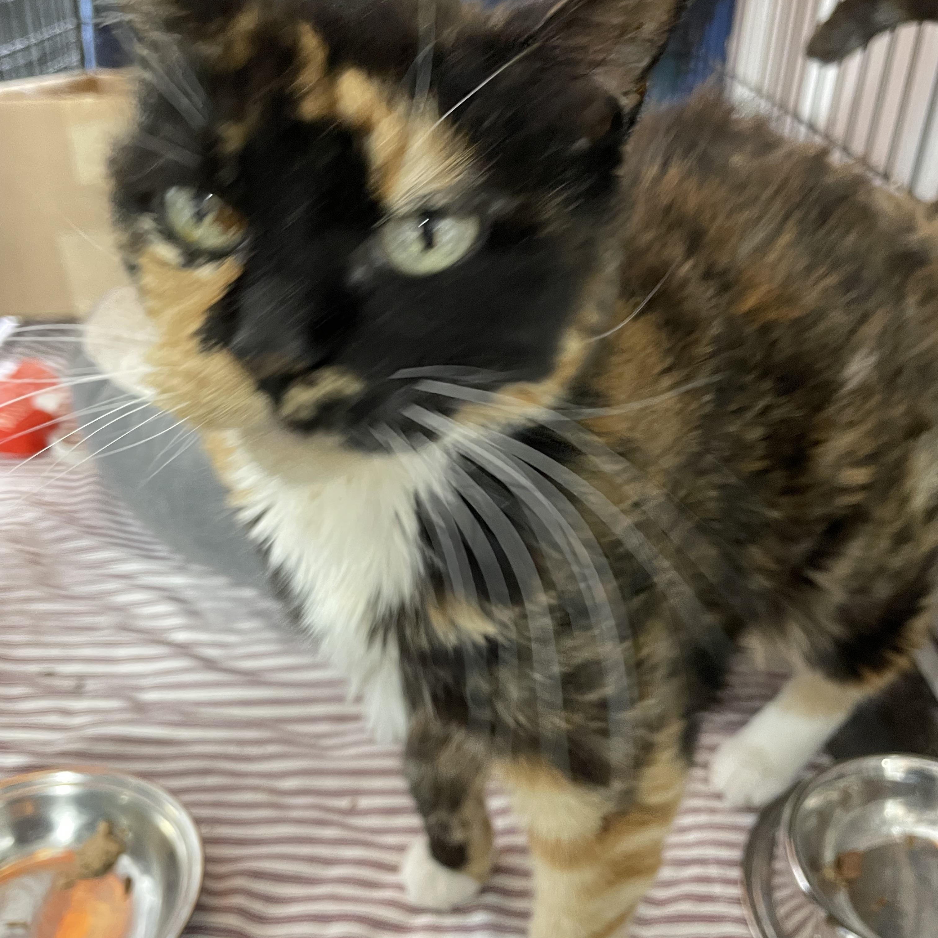 Cali Sue, an adoptable Calico in Le Mars, IA, 51031 | Photo Image 3