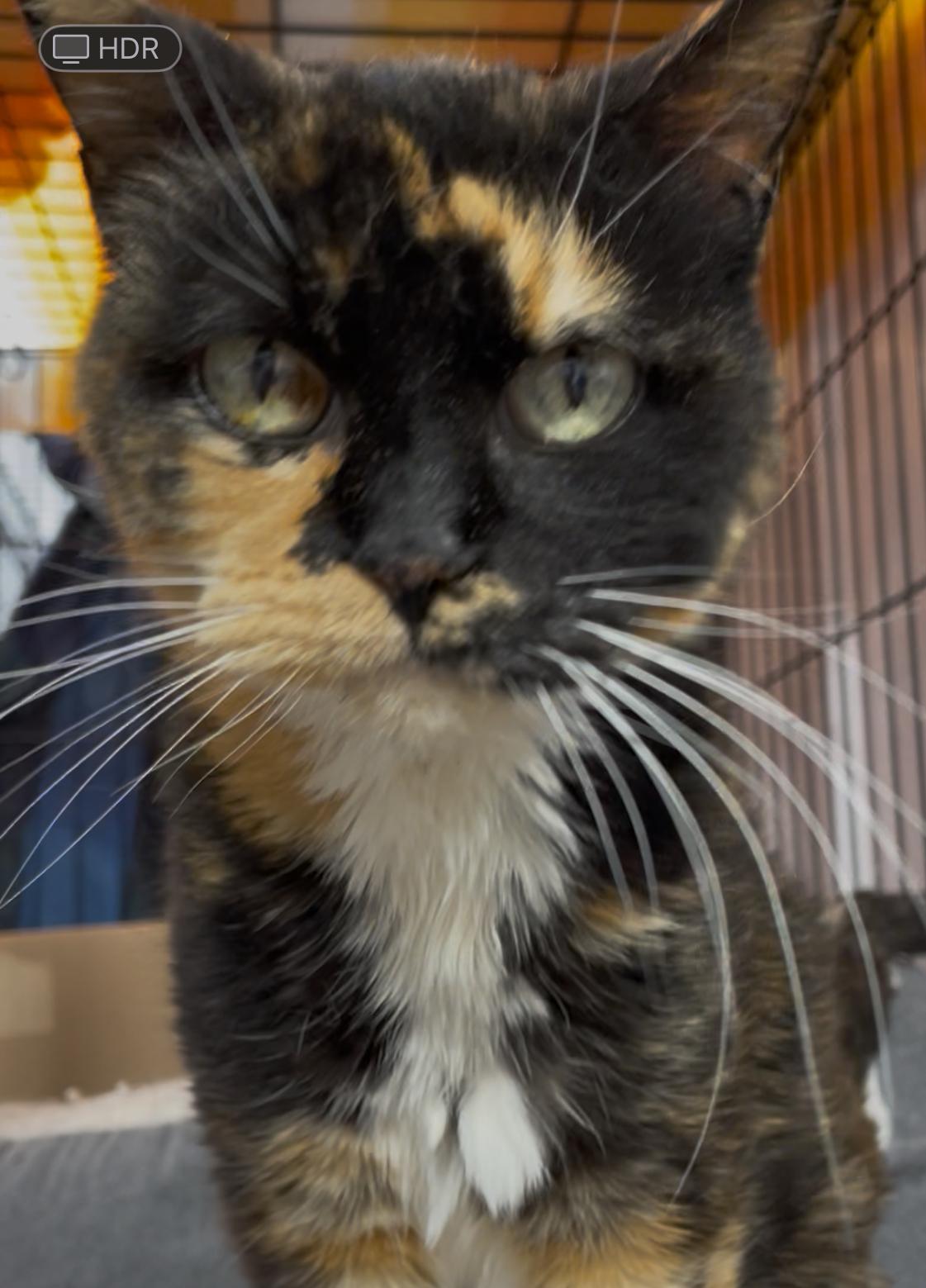 Cali Sue, an adoptable Calico in Le Mars, IA, 51031 | Photo Image 1