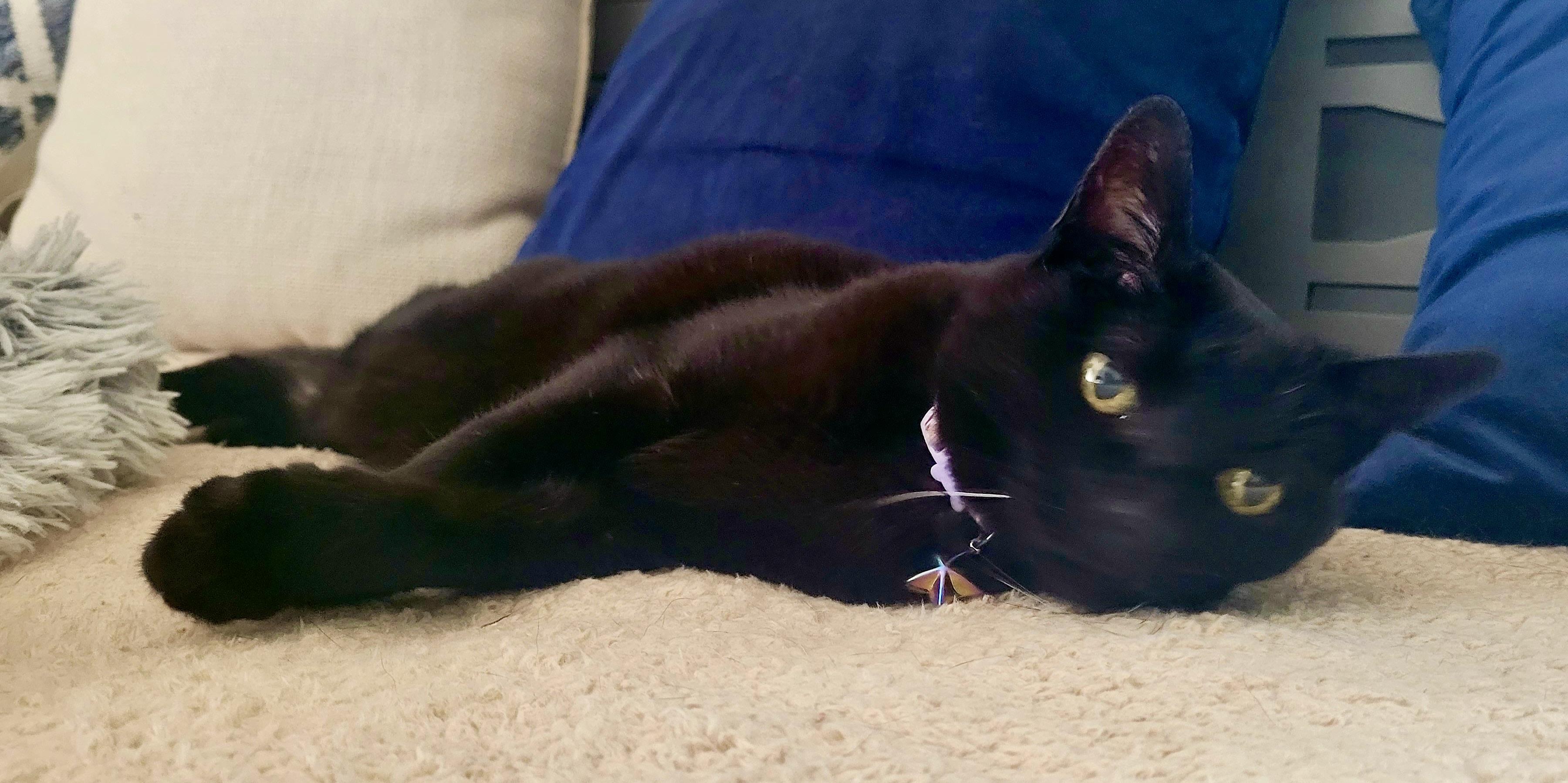 Enlarge Siobhan, a Adoptable Domestic Short Hair in BLACK MOUNTAIN, NC image 1/2