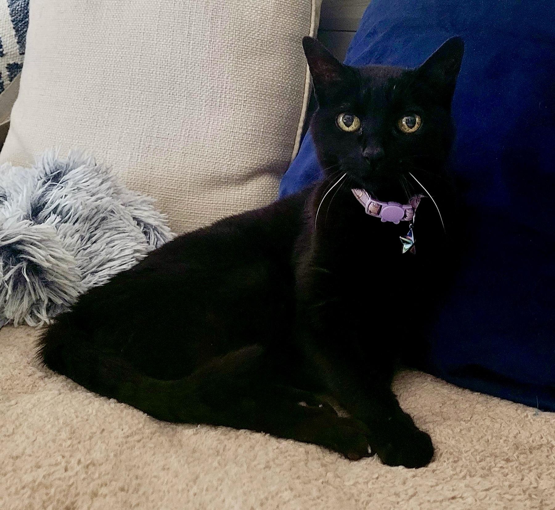 Enlarge Siobhan, a Adoptable Domestic Short Hair in BLACK MOUNTAIN, NC image 2/2