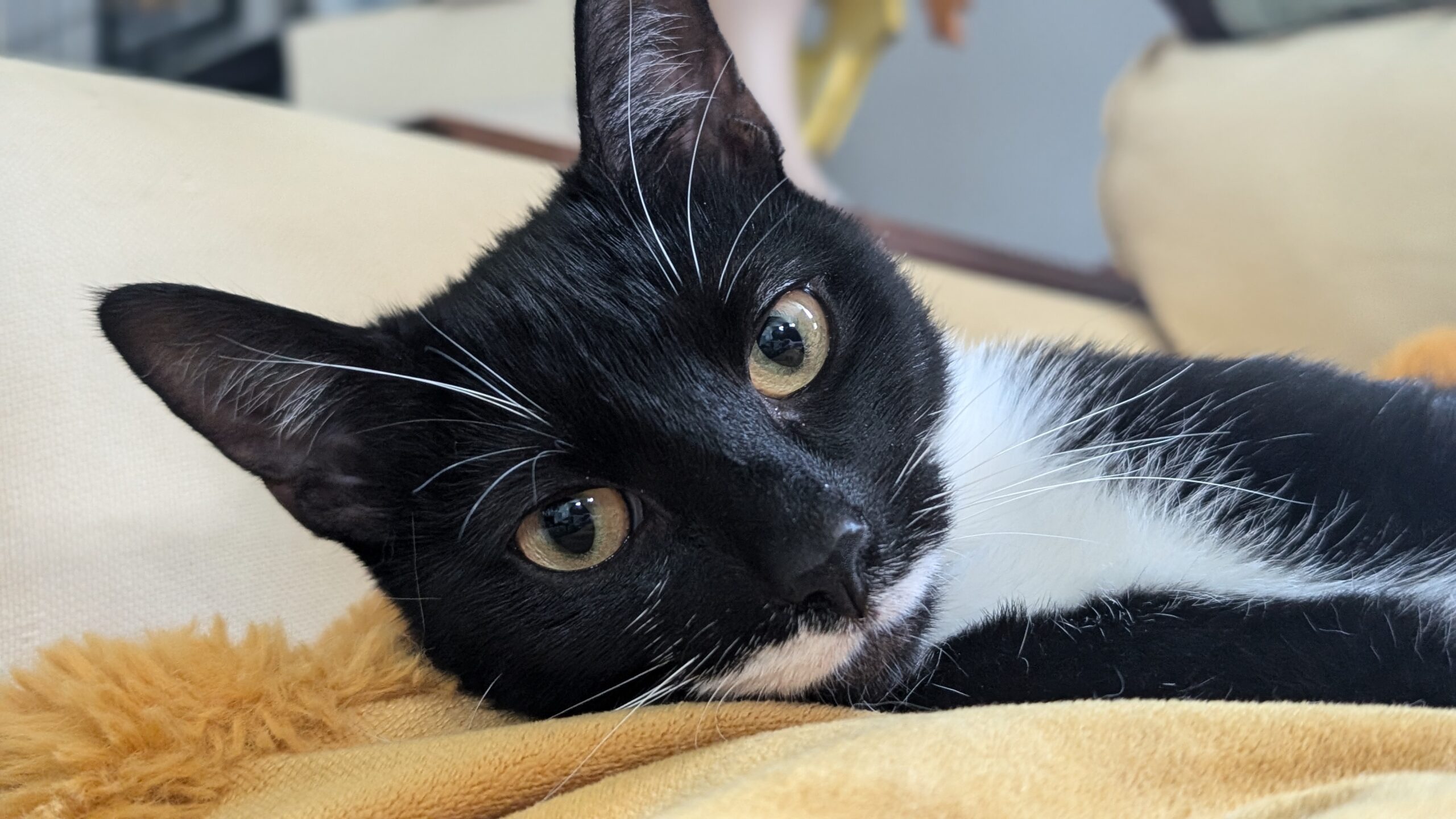 Mama Milk Moustache (3M), a Adopted Domestic Short Hair in Newtown, CT image 1/5