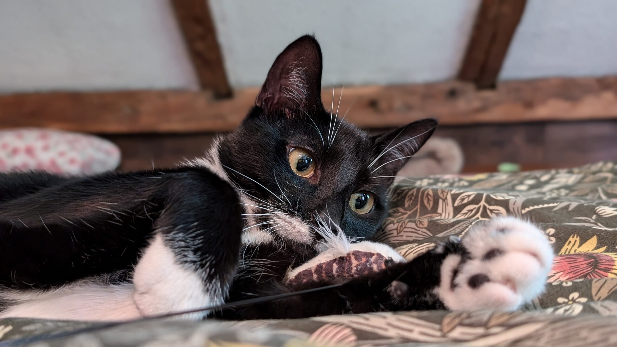 Mama Milk Moustache (3M), a Adopted Domestic Short Hair in Newtown, CT image 2/5