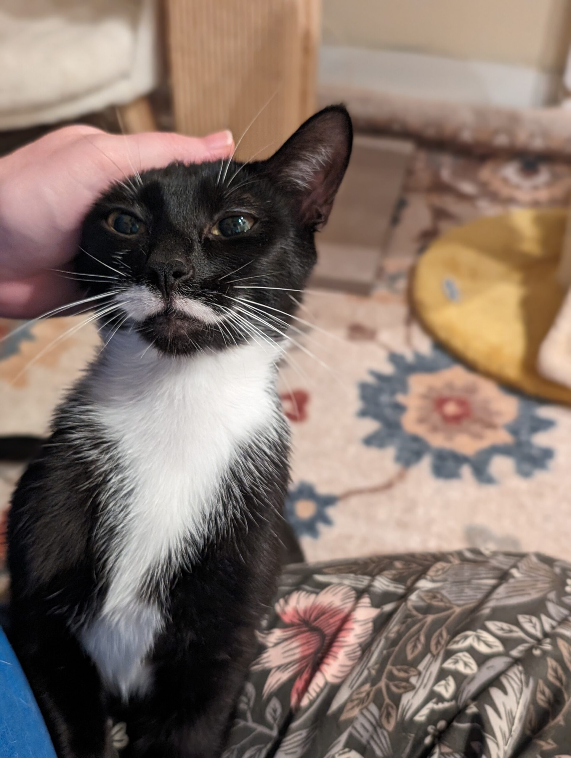 Mama Milk Moustache (3M), a Adopted Domestic Short Hair in Newtown, CT image 3/5