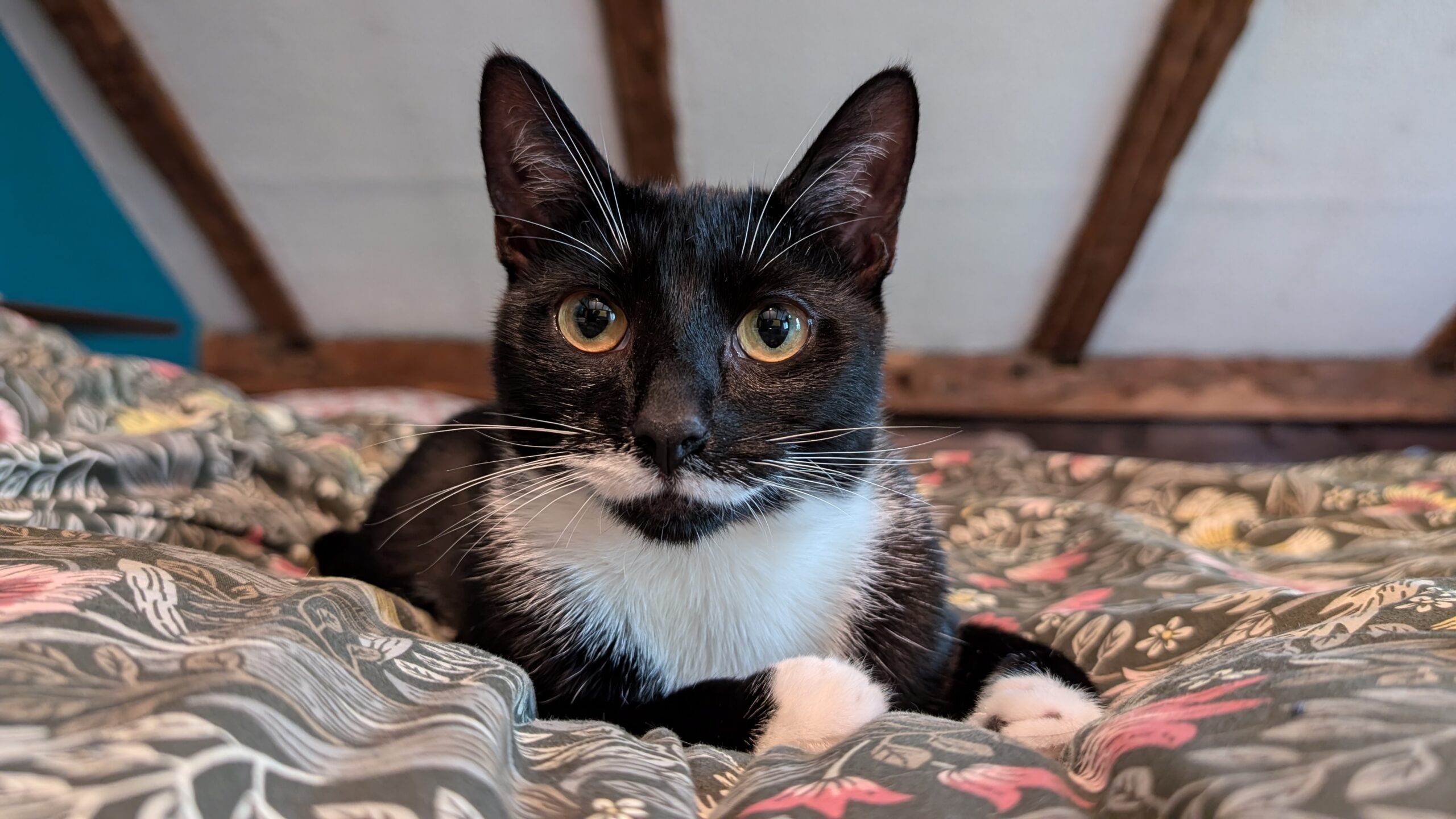 Mama Milk Moustache (3M), a Adopted Domestic Short Hair in Newtown, CT image 4/5