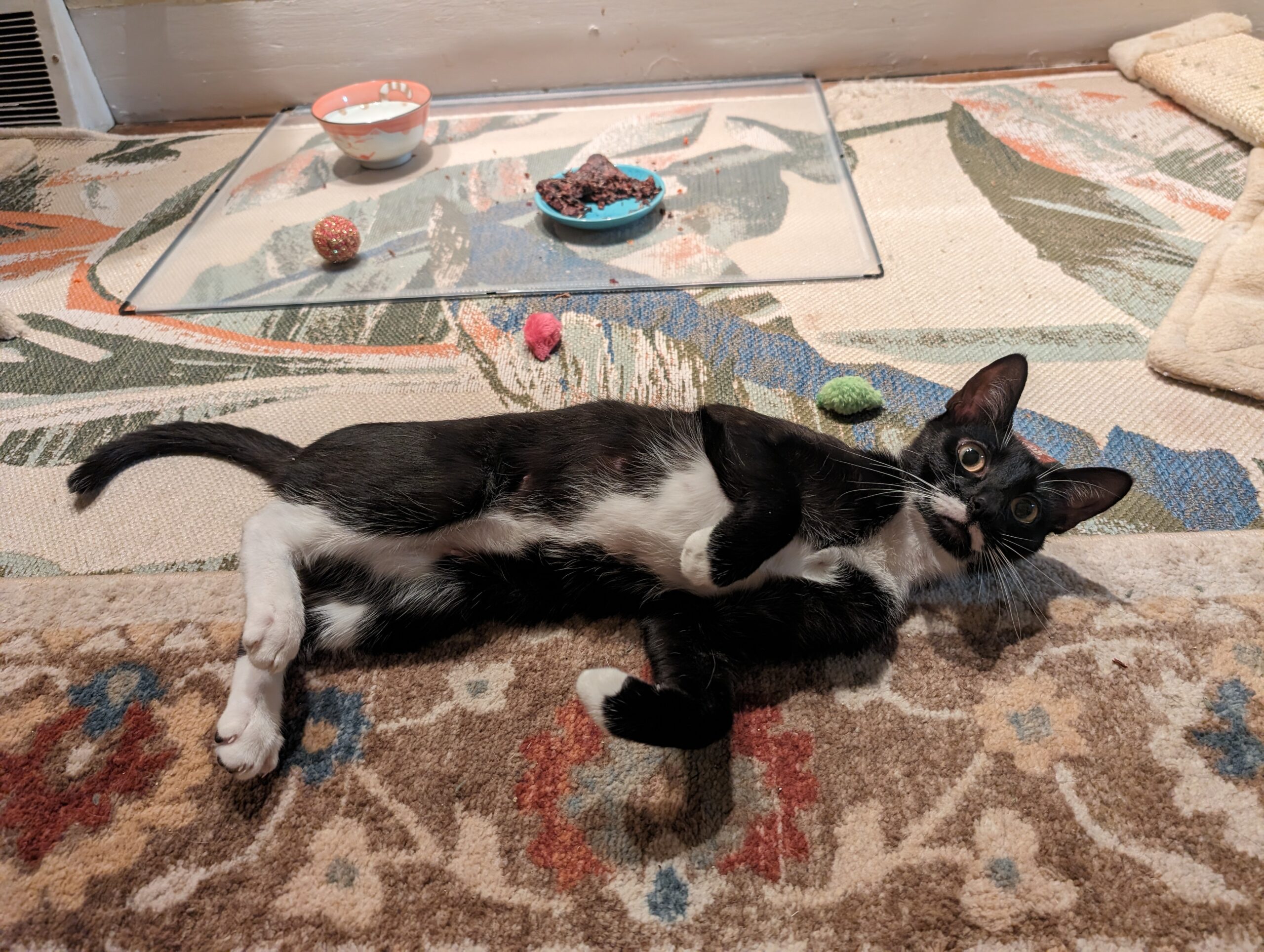 Mama Milk Moustache (3M), a Adopted Domestic Short Hair in Newtown, CT image 5/5