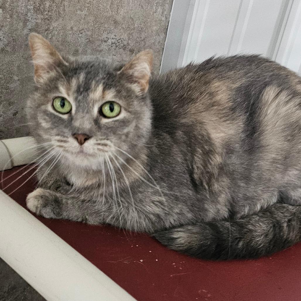Maxwell, Adoptable, Adult Female Domestic Short Hair.