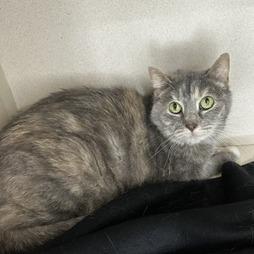 Enlarge Maxwell, a Adoptable Domestic Short Hair in Grinnell, IA image 2/3