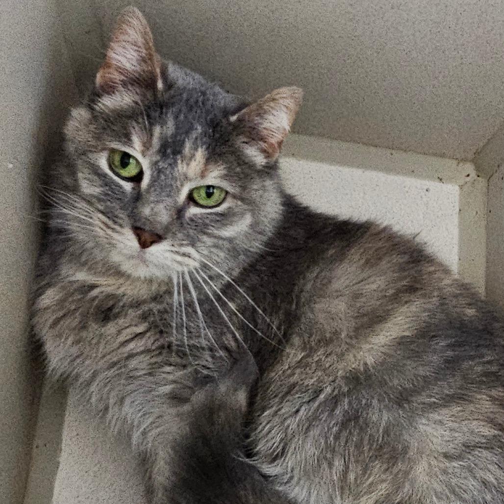 Enlarge Maxwell, a Adoptable Domestic Short Hair in Grinnell, IA image 3/3