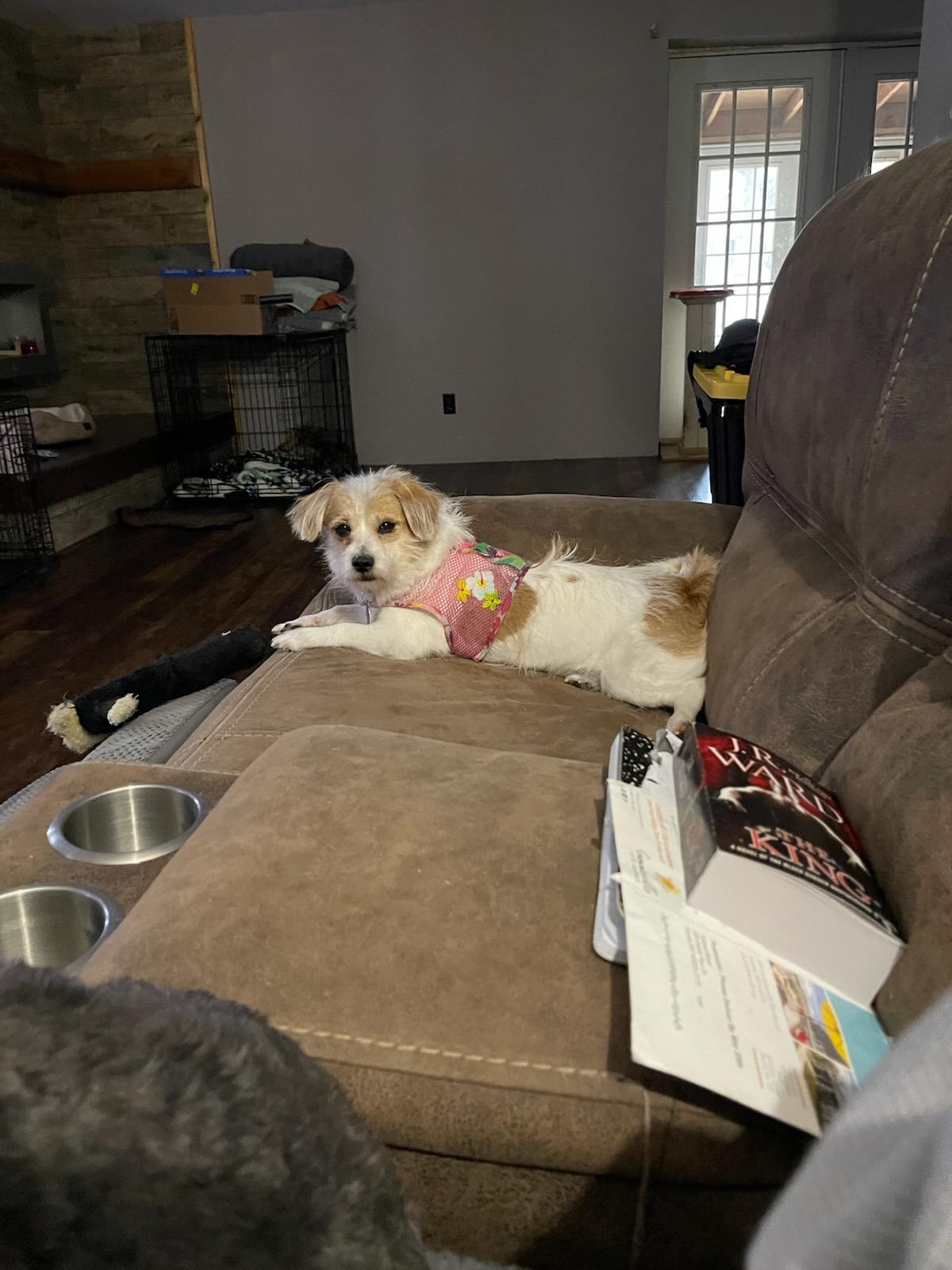 Enlarge ChiChi, a Adoptable mixed breed in Florissant, MO image 1/6