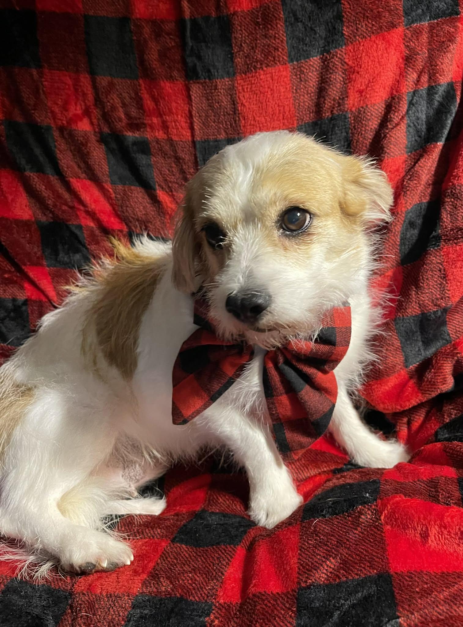 Enlarge ChiChi, a Adoptable mixed breed in Florissant, MO image 2/6