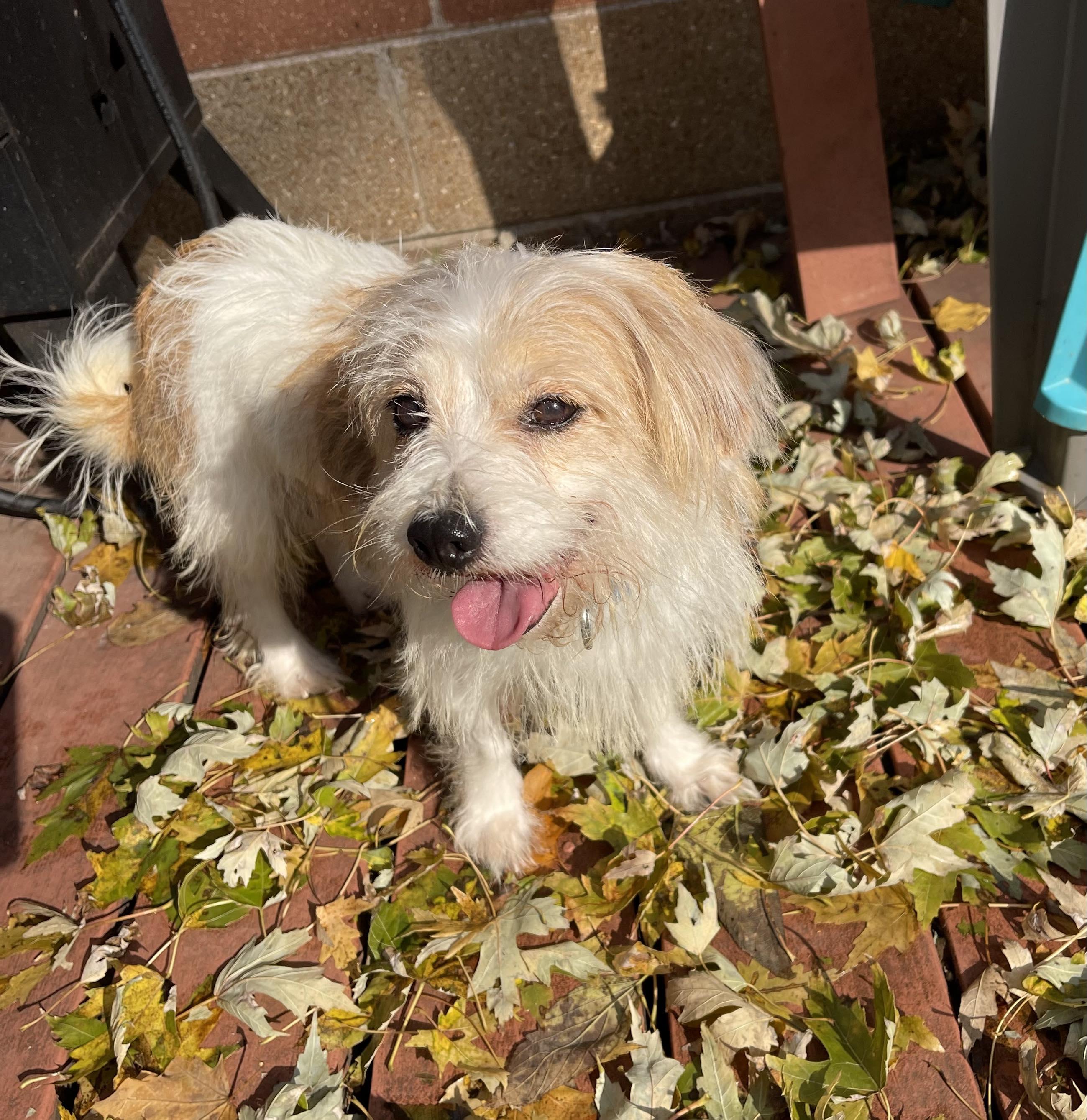 Enlarge ChiChi, a Adoptable mixed breed in Florissant, MO image 3/6