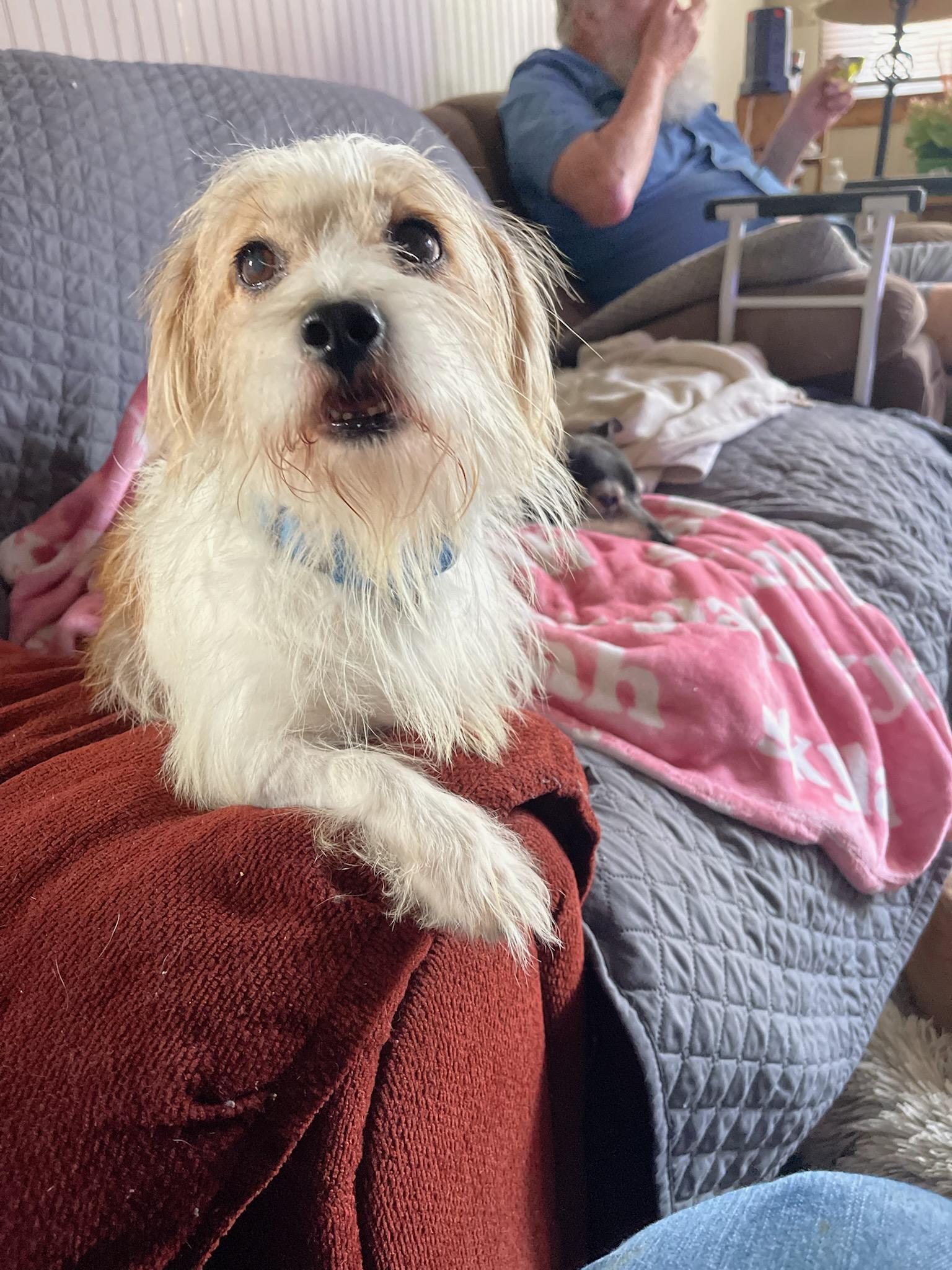 Enlarge ChiChi, a Adoptable mixed breed in Florissant, MO image 4/6