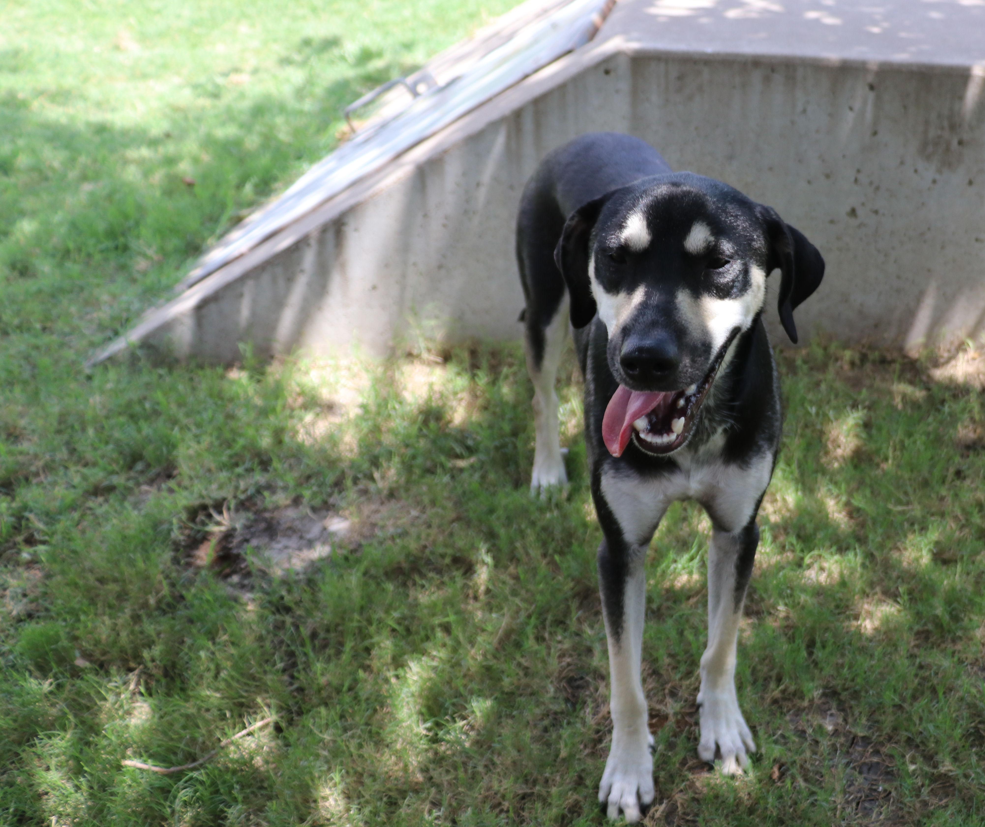 Enlarge Blackie, a Adoptable mixed breed in Pflugerville, TX image 5/6