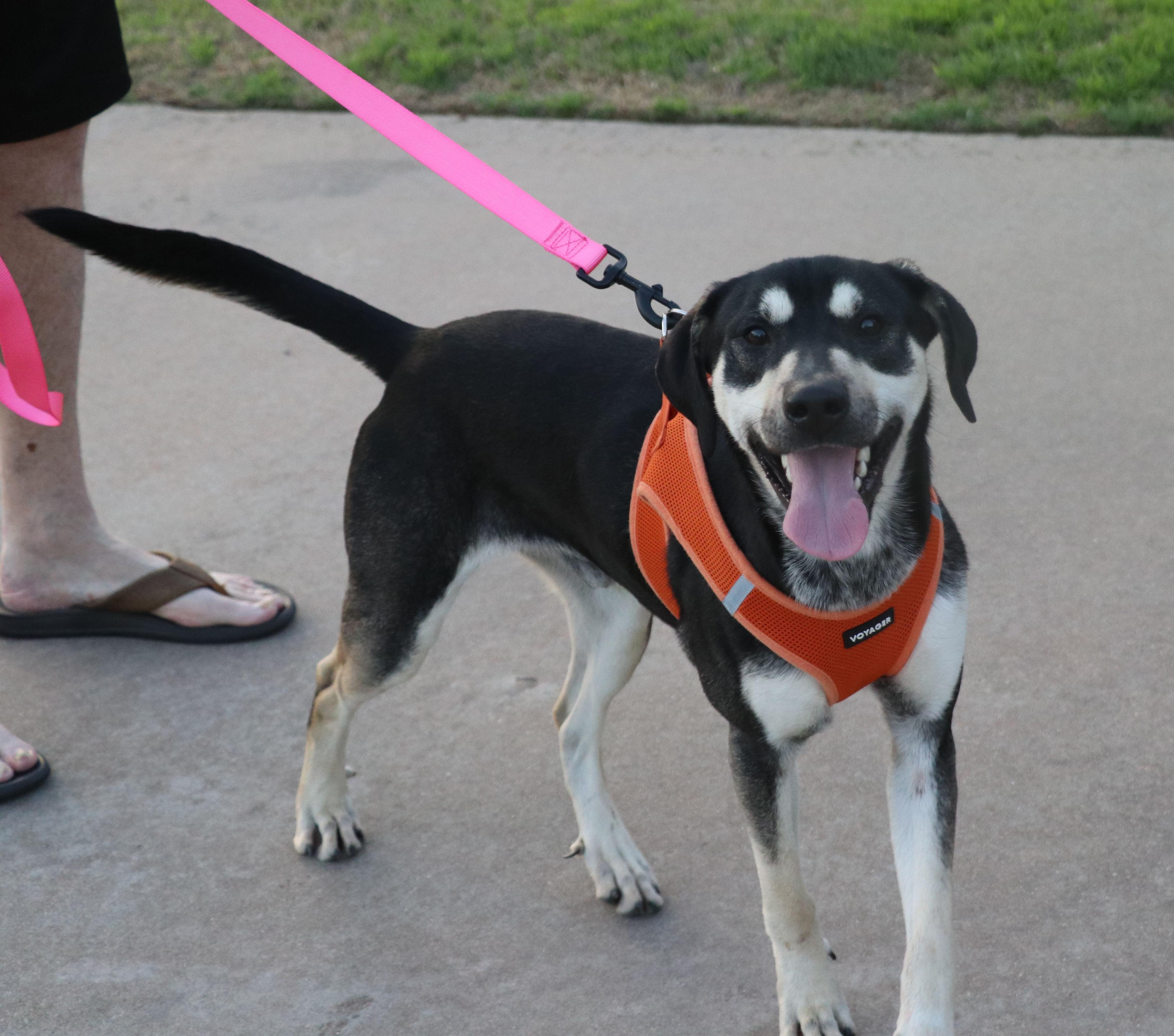 Enlarge Blackie, a Adoptable mixed breed in Pflugerville, TX image 3/6